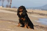 CAVALIER KING CHARLES 460